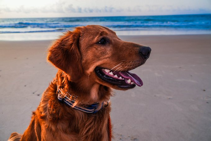 Beach doggo