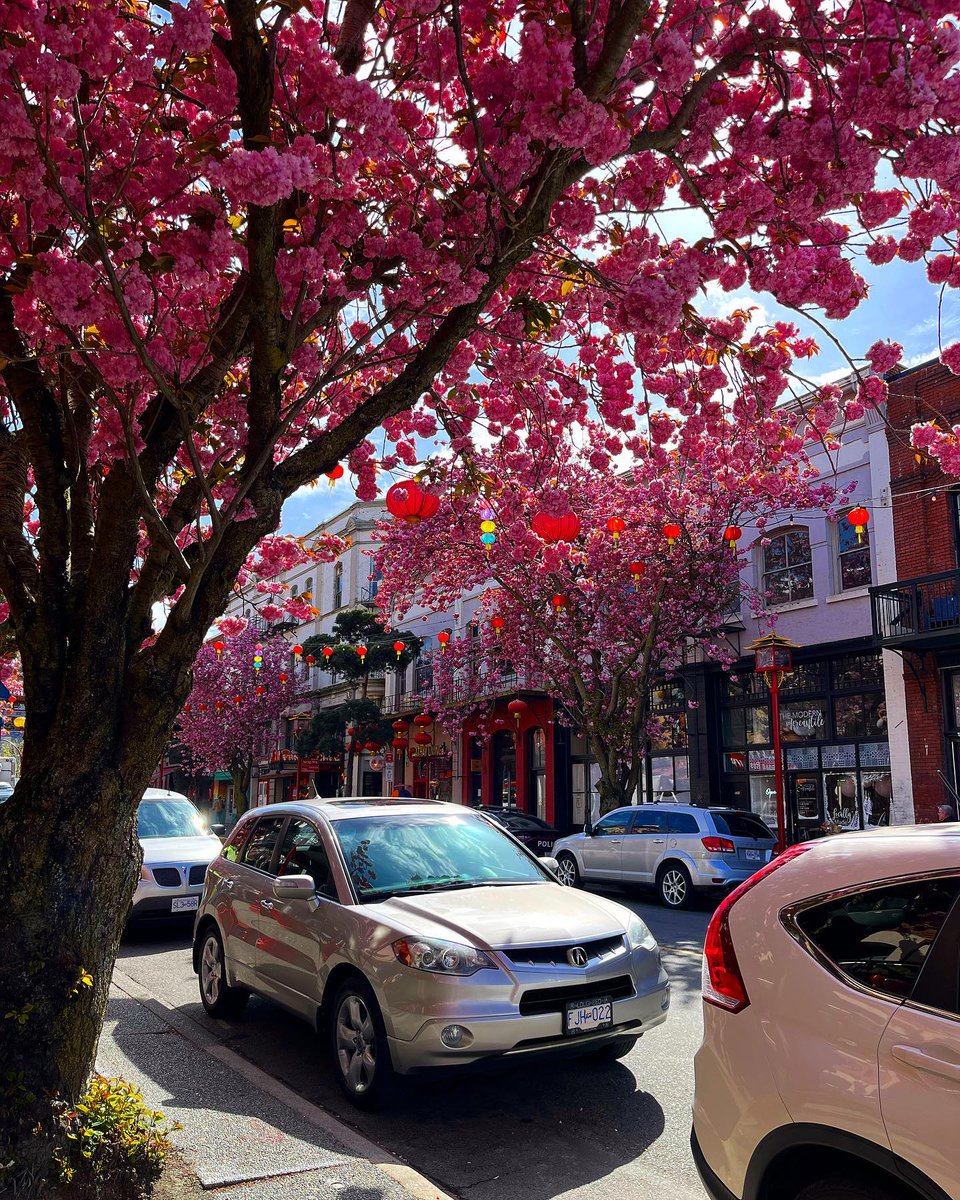Blossoms in Chinatown🌸🌿 

📷 @jennnnnaayy

#victoriabc #onlyinvictoriabc #connectwithvictoria #vancouverisland #explorevancouverisland #cherryblossoms