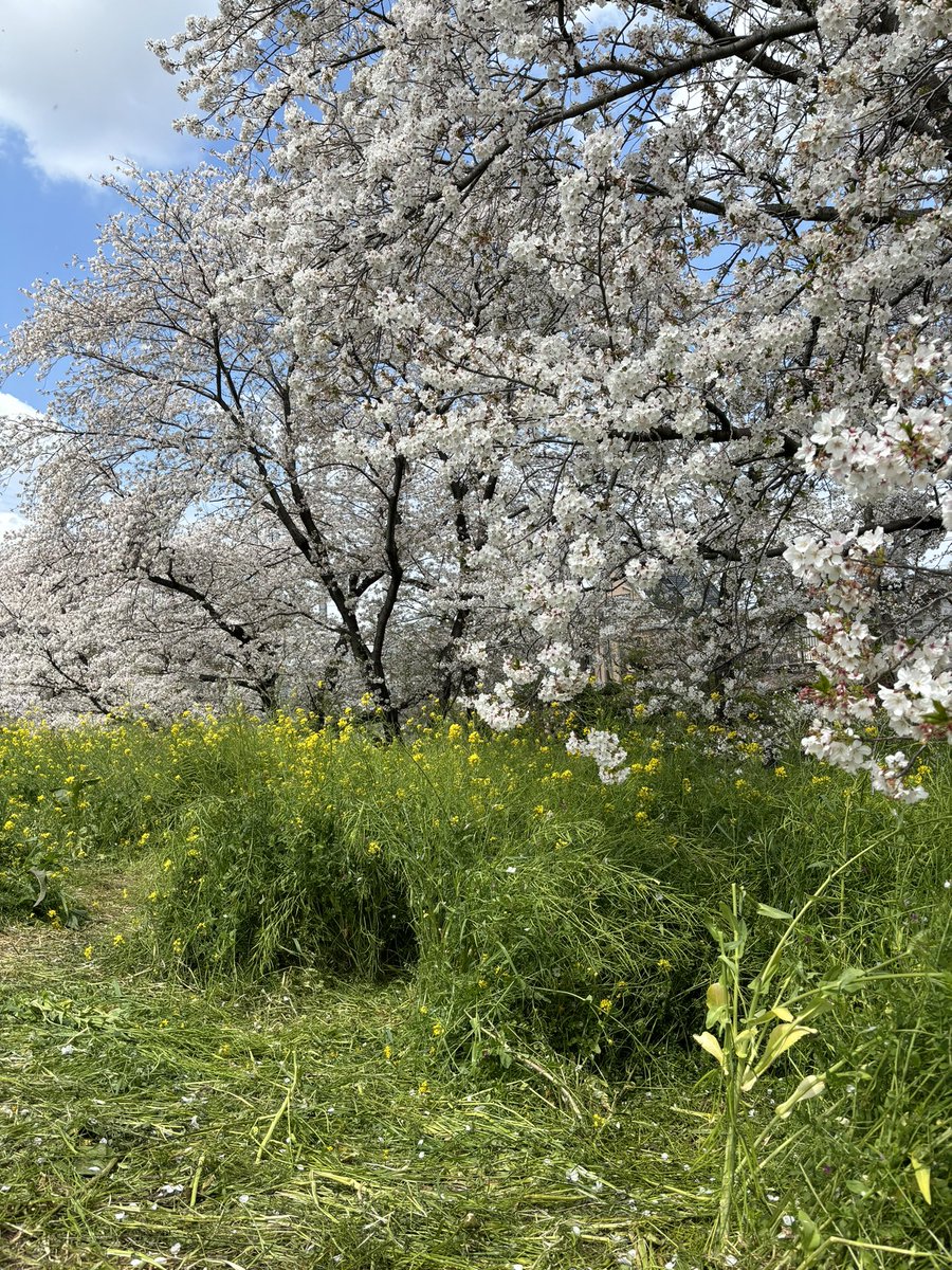 熊谷桜堤、開花するのが遅かったからか、昨日の風の影響あんまりなかったみたい🤣まだまだ綺麗だよ😆
万平公園の方は、散り始めたけど😂
#熊谷市
#熊谷桜堤
#花見