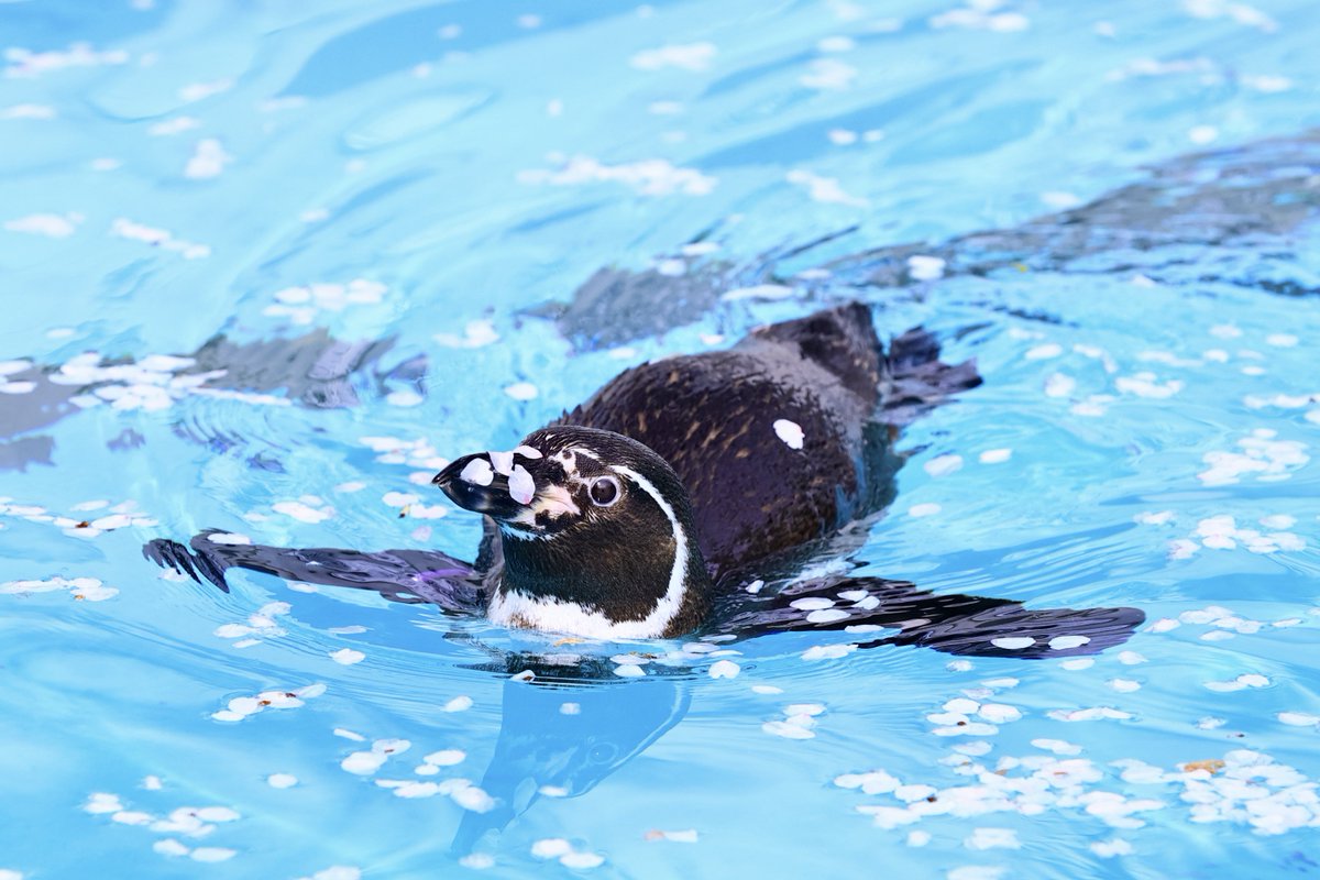 今週末が見頃な気がします
#羽村市動物公園 #桜フンボ
#フンボルトペンギン