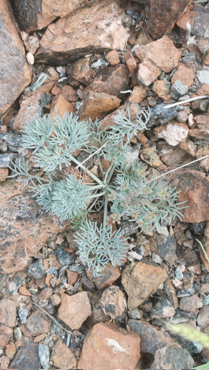 شجرة البسباس من أجمل الروائح ومفيده للجنس وفتح الشهيه