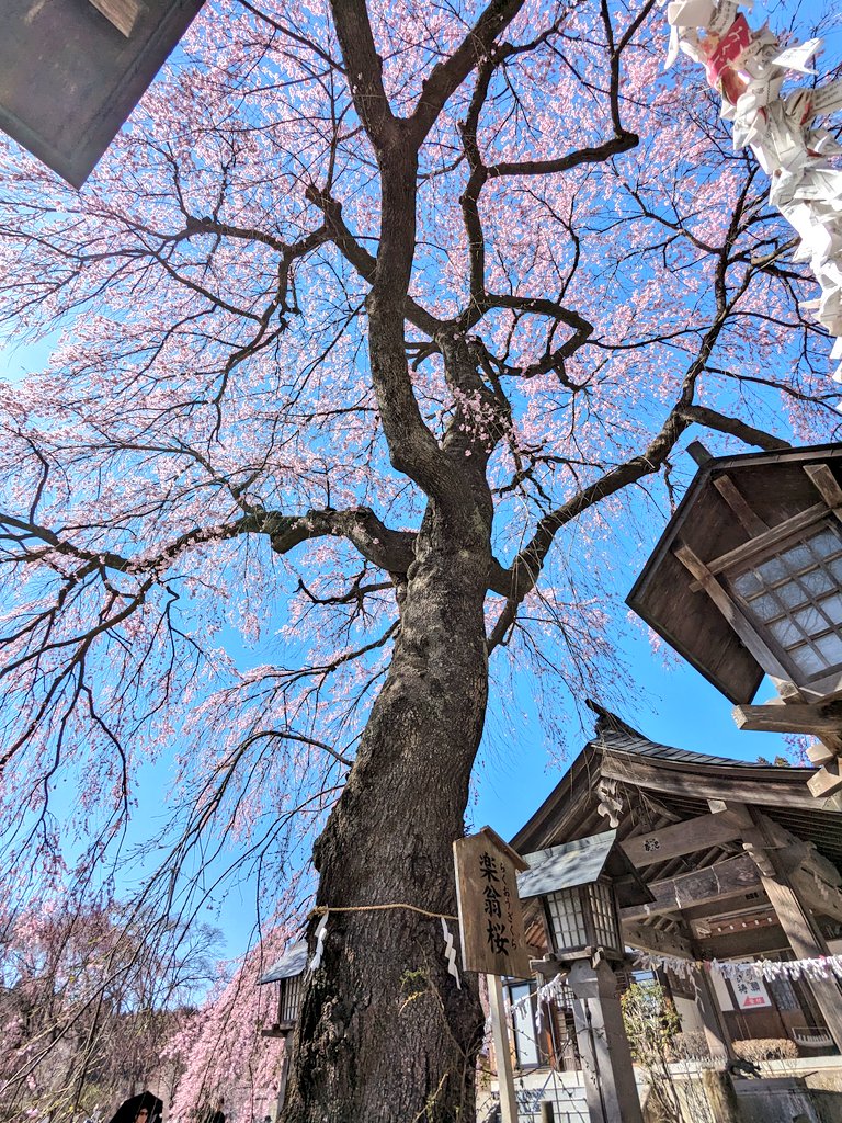 南湖神社の楽翁桜も満開🌸

南湖だんご🍡食べながらお花見している方がちらほら。
桜にだんごに湖に、豊かな時間でした😌

#南湖神社
#白河市
#福島県