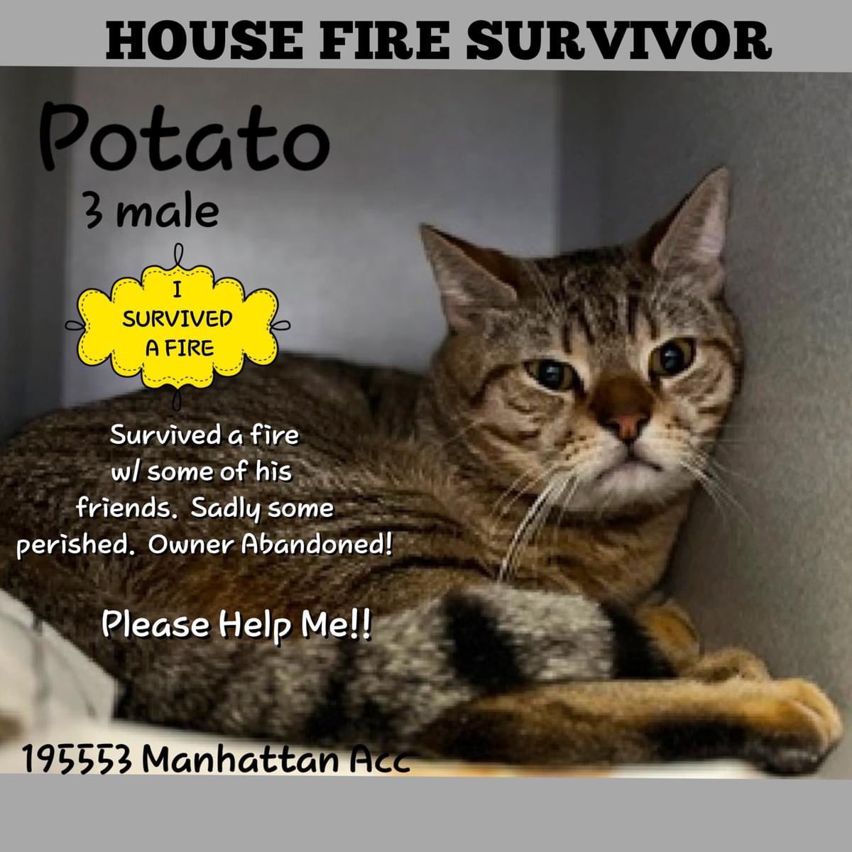 🆘Please RT-adopt-foster! 🆘 POTATO is on the “emergency placement” list at #ACCNYC and needs out of the shelter by 12 NOON 4/13! #URGENT #NYC #CATS #NYCACC #TeamKittySOS #AdoptDontShop #CatsOfTwitter newhope.shelterbuddy.com/Animal/Profile…