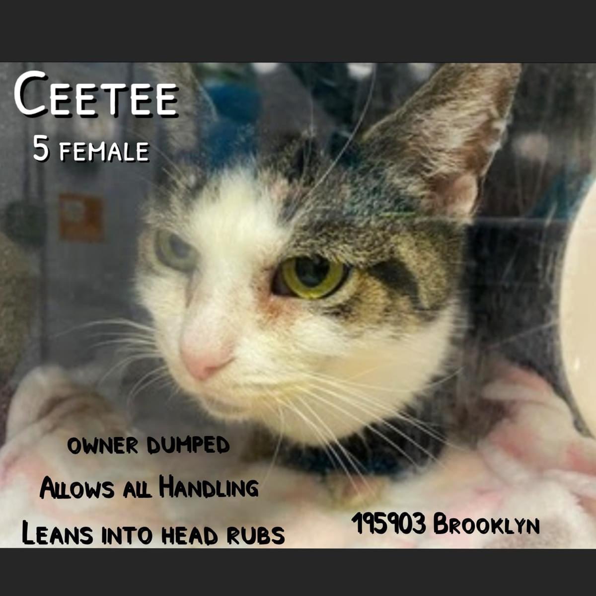 🆘Please RT-adopt-foster! 🆘 CEETEE on the “emergency placement” list at #ACCNYC and needs out of the shelter by 12 NOON 4/13! #URGENT #NYC #CATS #NYCACC #TeamKittySOS #AdoptDontShop #CatsOfTwitter newhope.shelterbuddy.com/Animal/Profile…