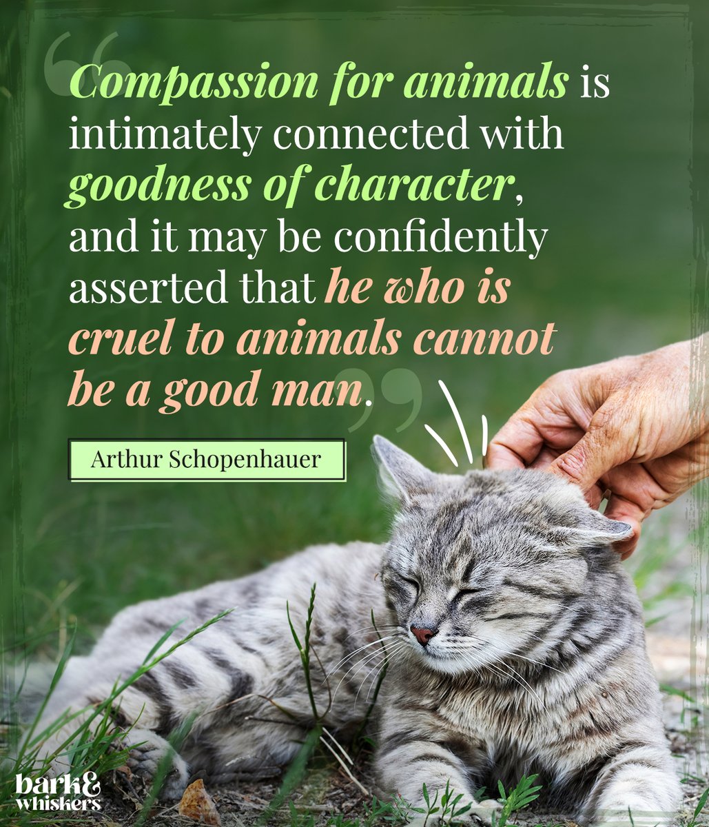 During #AnimalCrueltyAwarenessWeek, remember to be compassionate toward animals, no matter what. The way we treat them reflects our moral character. 🤝🌟 #BeCompassionate #RespectAllAnimals #barkandwhiskers
