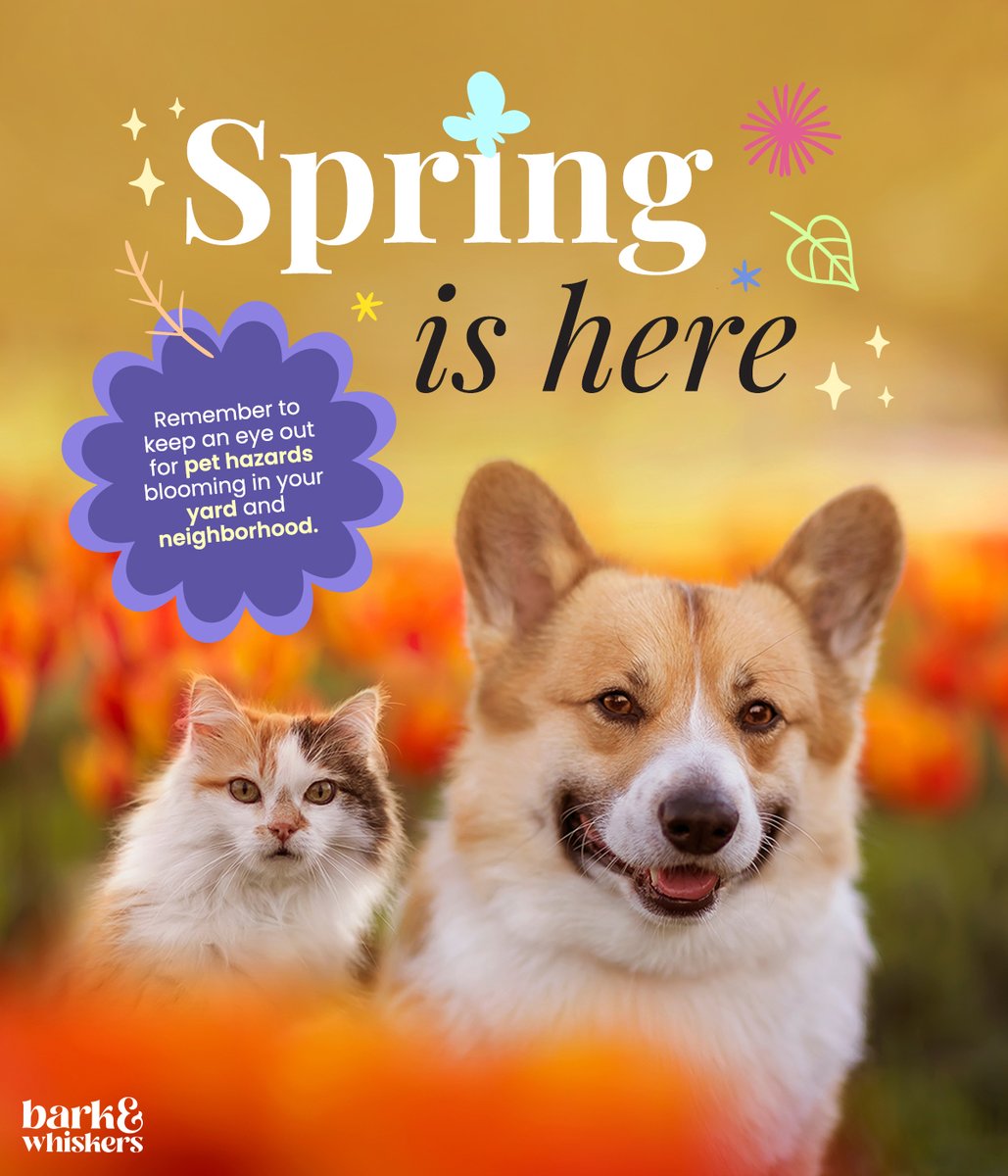 Spring is in full bloom. 🌷🪻 Unfortunately, that means some springtime hazards are also in bloom and can threaten our furry family members if consumed. 🚨 Click here for a full list of springtime plants potentially toxic to pets 📋❌: bit.ly/49w9B8t #Spring #Dog #Cat