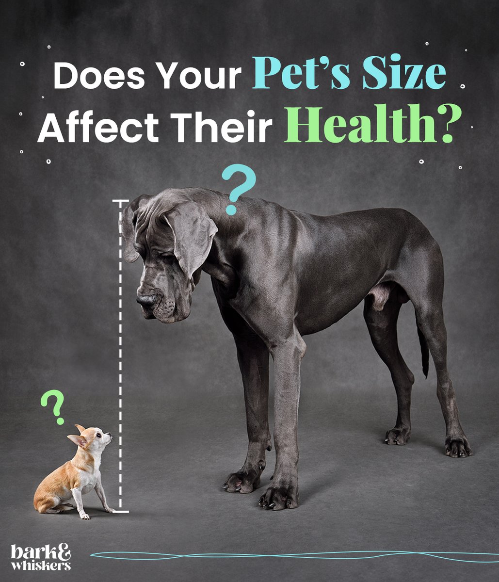 It’s common knowledge that small dogs typically live longer than large and giant breeds. But why? 🤔 A new study by researchers from the University of Washington sheds light on this matter. 🐕 Click here to learn more: bit.ly/3vPliJA #LargeDogs #Dog #DogsOfTwitter