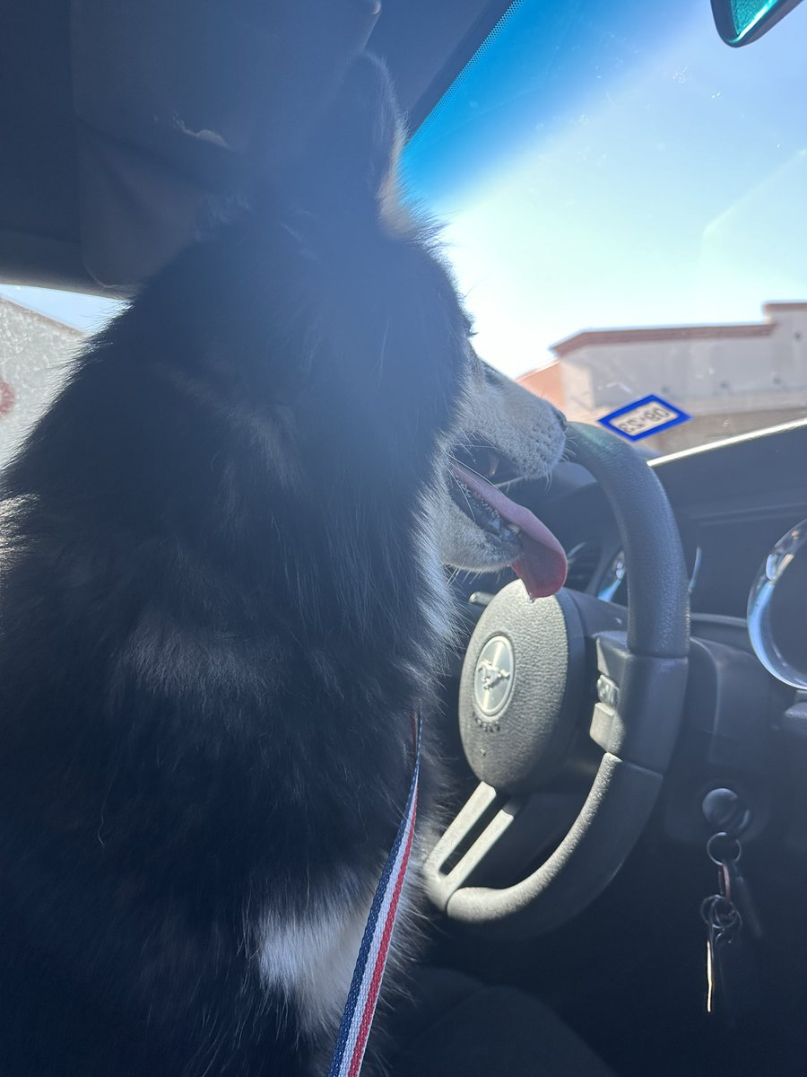 Littl3Chicky's tweet photo. sweet babi home with us for just one night 🥺 he still needs a foster. If anyone in the houston area can foster him for even just a week, we’d be so thankful 🥹 https://t.co/Ods4SLvF3w
