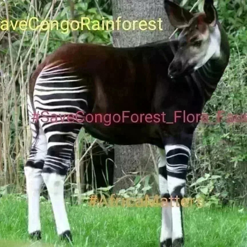 SaveCongoRainforest Day 1493 #SaveCongoRainforest #SaveCongoForest_Flora_Fauna🌴🦍 #AfricaMatters #IndigenousLivesMatter @SaveCongoForest In Solidarity with @vanessa_vash and @Remy_Zahiga The Congo Rainforest is vital in the fight for climate and social justice! ❤️☮️🌍🌏🌎