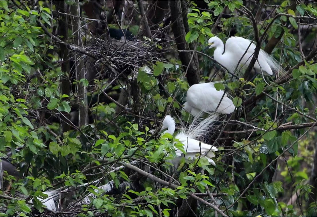 Summer migratory birds such as night herons, egrets, grey herons, cattle egrets and pond herons roosted and nested in the woods at Tianxiang Park in Nanchang, Jiangxi on April 10. #birdwatching #birds #China #Jiangxi #forest #NatureLover #photography