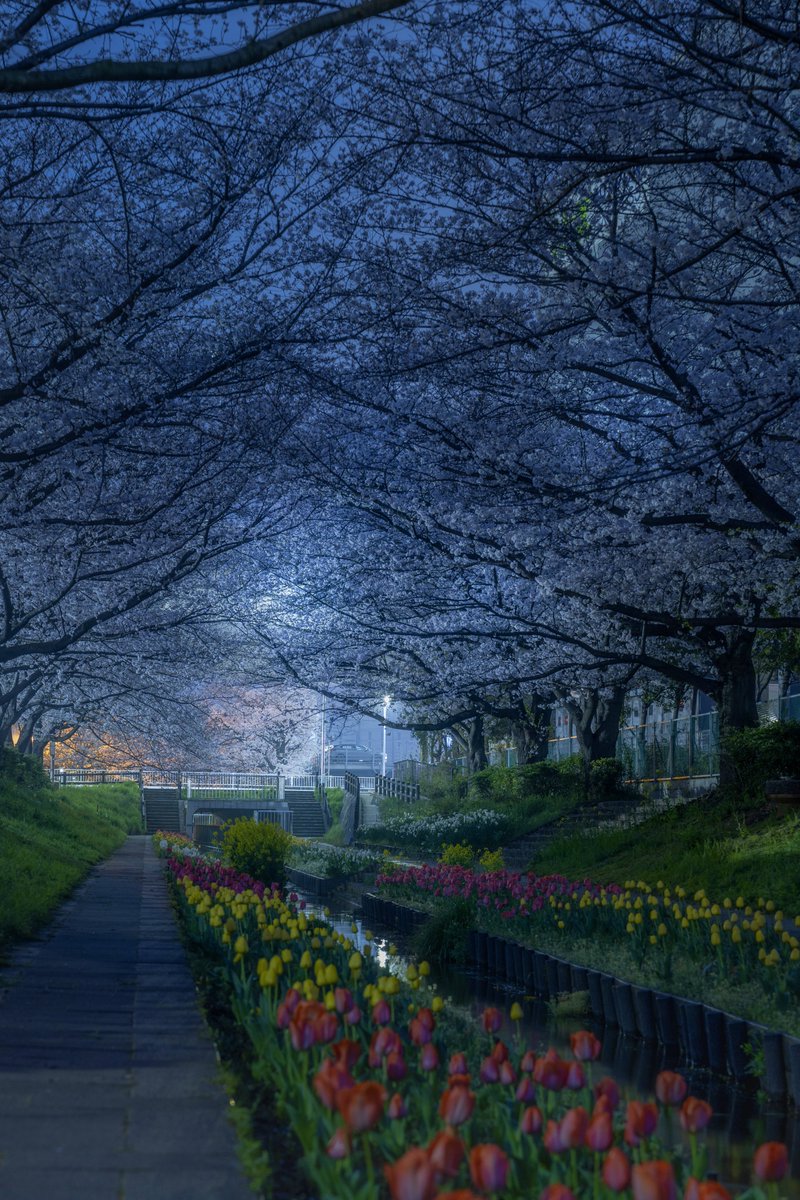 神奈川にある美しい夜桜とチューリップ