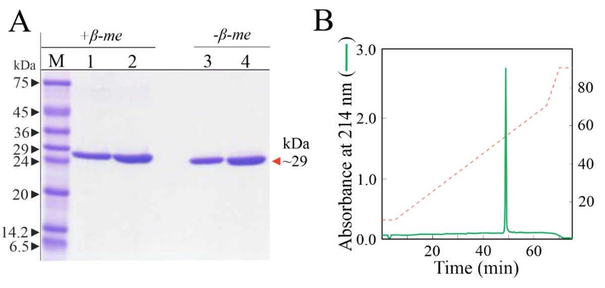 ITACA.SB (@itacasb) on Twitter photo #New #Article!
"Biocontrol Potential of Sodin 5, Type 1 #Ribosome-Inactivating #Protein from Salsola soda L. Seeds"!
mdpi.com/2218-273X/14/3…
<a href="/CNRsocial_/">CNR Consiglio Nazionale delle Ricerche</a> <a href="/IC_CNR/">Institute of Crystallography</a> <a href="/unicampania/">UniversitàVanvitelli</a> <a href="/mur_gov_/">Ministero dell'Università e della Ricerca</a> #PNRR #Science #StructuralBiology #New #Article!
"Biocontrol Potential of Sodin 5, Type 1 #Ribosome-Inactivating #Protein from Salsola soda L. Seeds"!
mdpi.com/2218-273X/14/3…
<a href="/CNRsocial_/">CNR Consiglio Nazionale delle Ricerche</a> <a href="/IC_CNR/">Institute of Crystallography</a> <a href="/unicampania/">UniversitàVanvitelli</a> <a href="/mur_gov_/">Ministero dell'Università e della Ricerca</a> #PNRR #Science #StructuralBiology