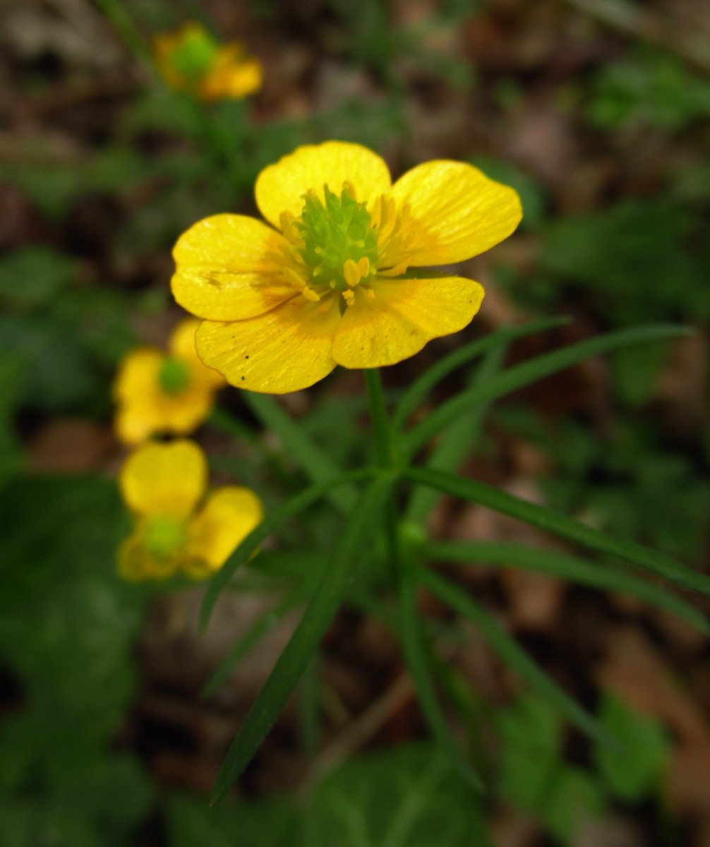 Happy International Plant Appreciation Day ☘️🌿🌺 Goldilocks Buttercup, our only woodland buttercup species, is now starting to flower. Much scarcer than the Meadow Buttercup, it is a true specialist of ancient woodlands and has distinctive spidery leaves. #PlantAppreciationDay