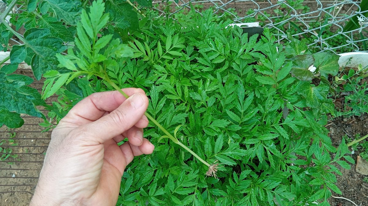 Marigolds add a pop of color and beauty to the garden, and they also serve as a natural pest deterrent, protecting my other plants from harmful insects.Overall, these marigold seedlings will play a crucial role in supporting the overall health and vitality of my garden plants!