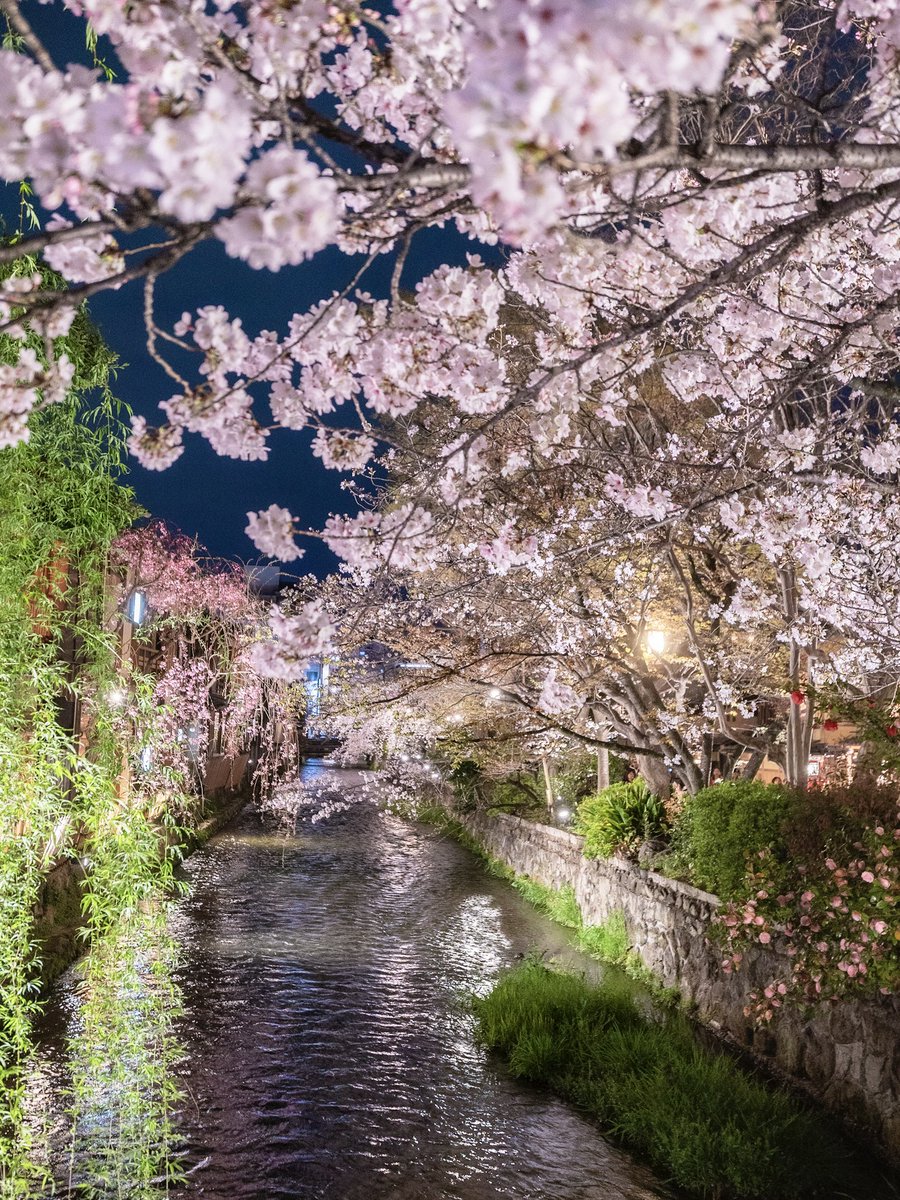 京都祇園の華やかな春の夜