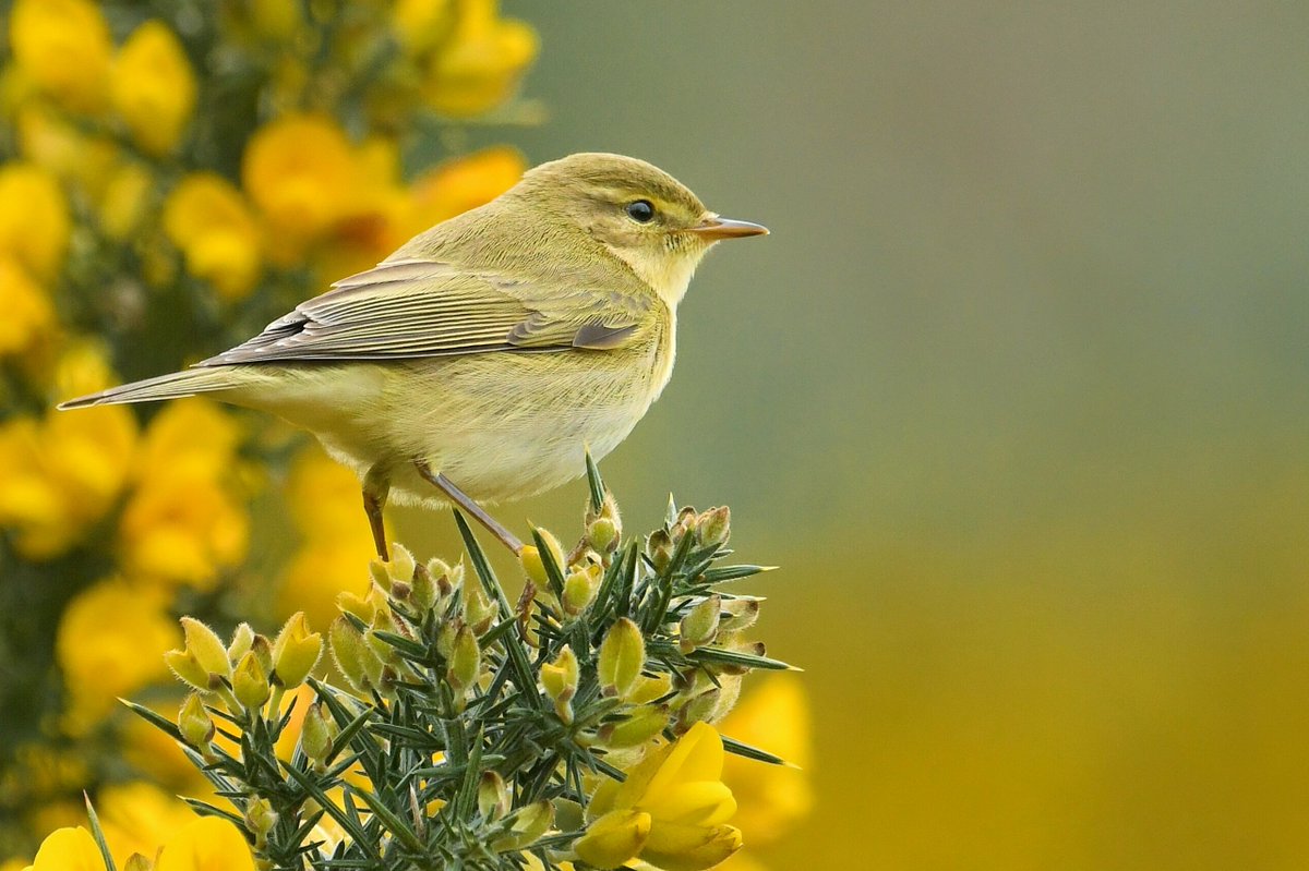 Not my first of the year but definitely my best views so far. What a joy to hear the beautiful song of the Willow Warbler coming from all directions again 😍😍😍💚💚💚 Isle of Bute #ilovebute #birding #birds #bird