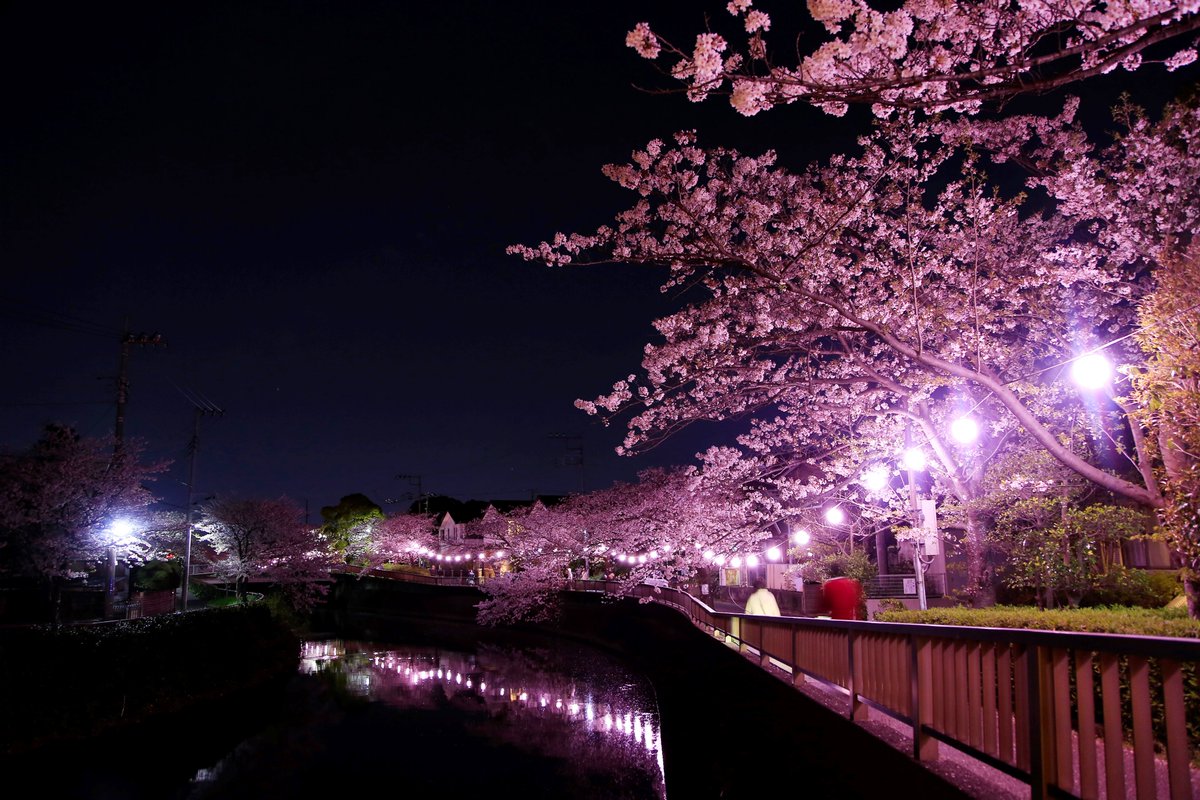 🌸🌸真間川の桜🌸🌸 🌸まだまだ咲いています🌸 この春、新たなスタートを迎えたかたも多いのではないでしょうか。 雨や風にも負けず咲き誇る桜を見て、新たな環境に飛び込むエネルギーをチャージしましょう💪