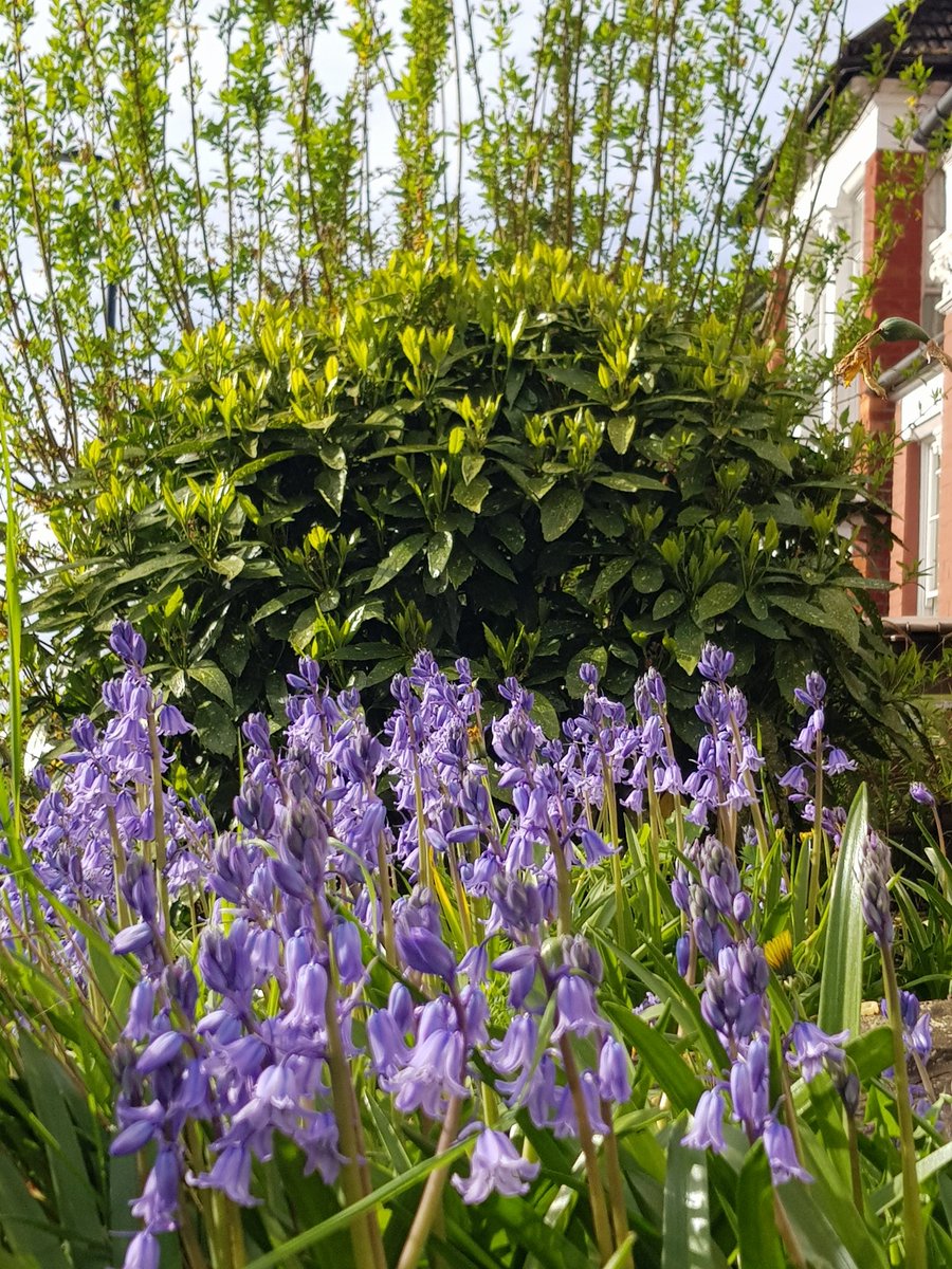 The bluebells in the front garden are looking full of spring hope this morning