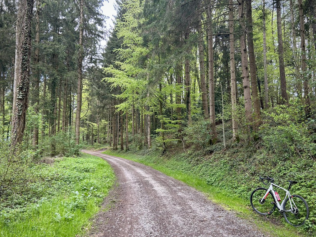 #treeride #forest