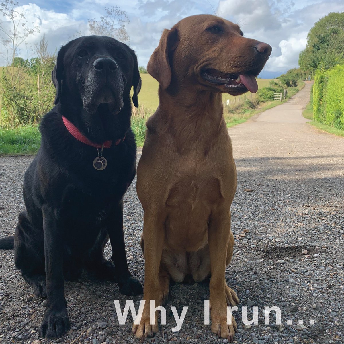 My reason for running is that it’s a great way to exercise my dogs & enjoy the beautiful Surrey countryside. Whatever the season there is always something to see or somewhere new to explore #ukrunchat #scottishrunning #scottishrunner #scottishrunningguide #scottishathletics