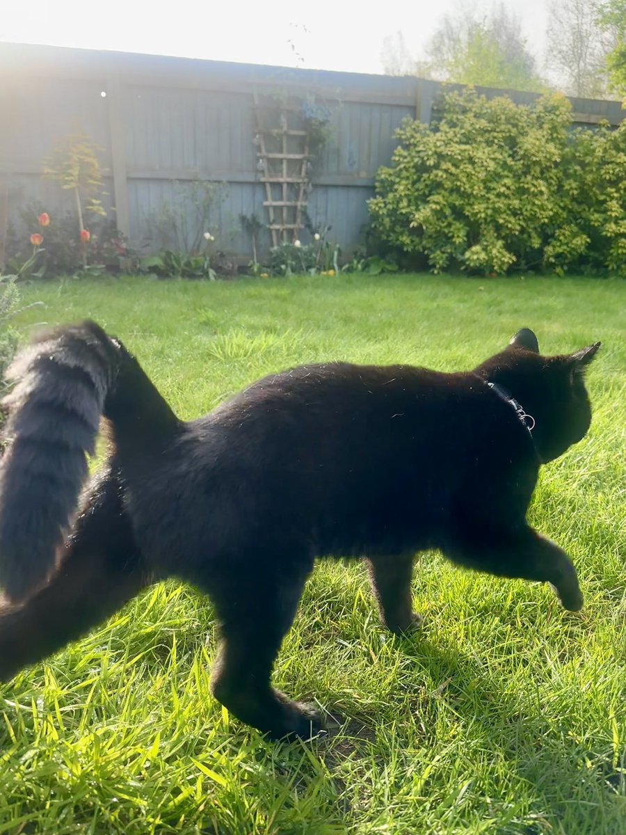 Good morning furiends & Happy #Friyay! Would you believe it, it was actually sunny when we woke up! Yay!! #Hedgewatch 😺🌤️