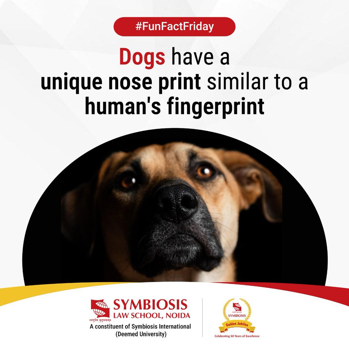 Did you know that dogs don't have #fingerprints, but they do have something equally unique? Just like our fingerprints, every dog's nose print carries a distinctive pattern of dimples, dots and ridges, combined with the shape of their nostril openings. #SLS #funfactfriday