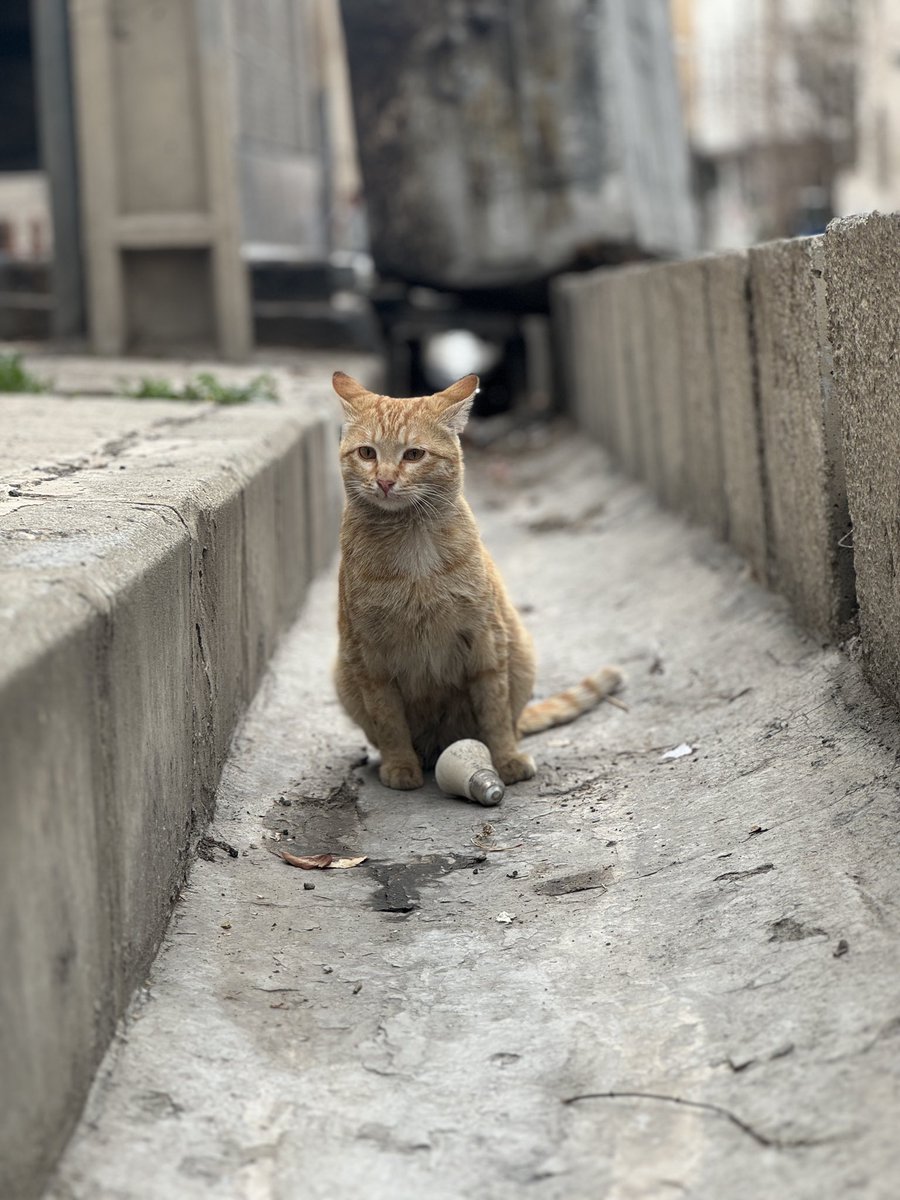 عَهور tweet media