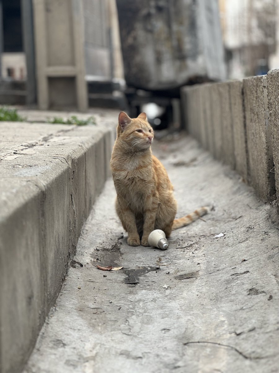 عَهور tweet media