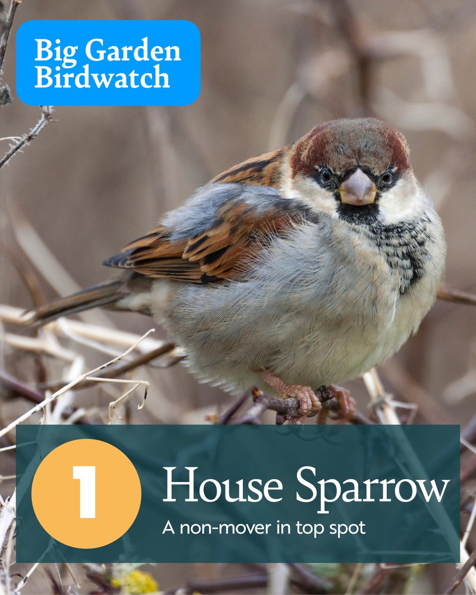 Coming in for another year as the reigning winner of the #BigGardenBirdWatch it’s the House Sparrow. Another clean sweep for the species, as it remains top of our lists right across the UK! Did you guess right?