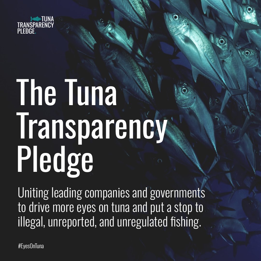 A lack of transparency at sea is allowing unsustainable and illegally caught fish to enter our supply chain. Help us shine a light on the blind spots and support 100% on-the-water monitoring on all industrial tuna fishing vessels by 2027 #EyesOnTuna 🐟🔦 bit.ly/3TKS2Mb