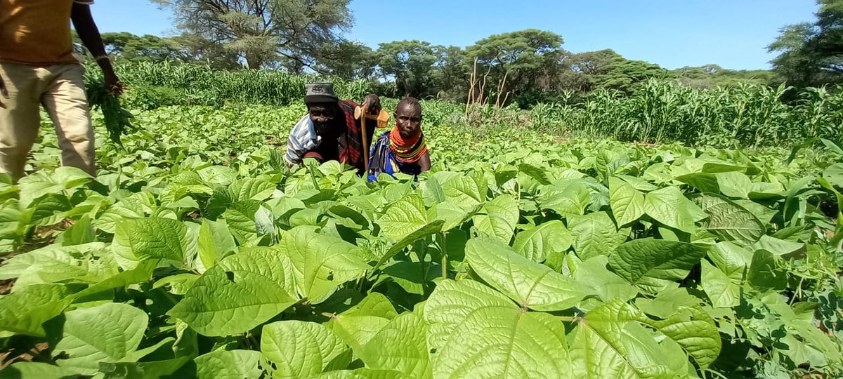 Turkana, Natirae irrigation in Loima Sub-County. 135 acres supporting 350 farmers. A transformation from a field infested by Prosopies juliflora to a field full of food crops, A support from @ConcernKenya through funding from @comicrelief