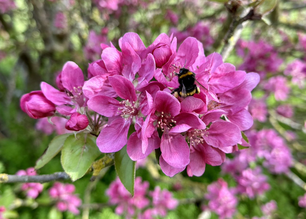 In case anyone needs to see a photo of a bee in blossom to cheer them up this morning! 😊
