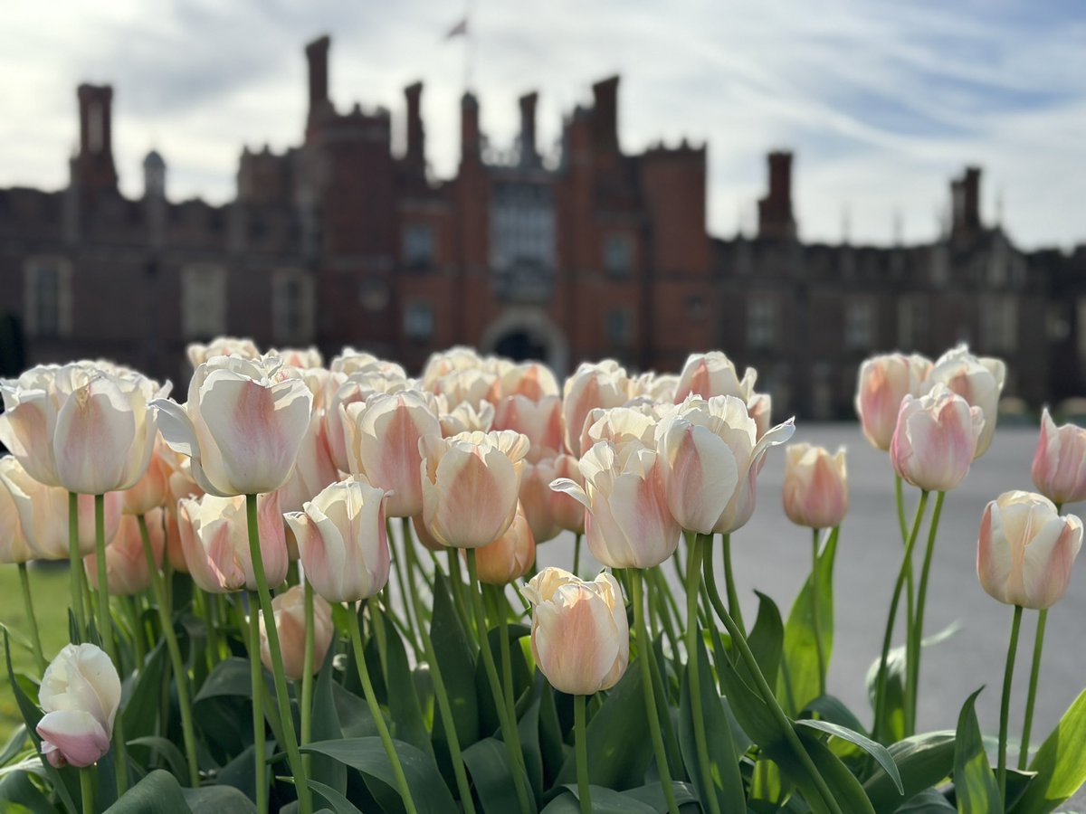 Some welcome early morning sunshine for the Tulip Festival at Hampton Court Palace 🌷🌤️🌷
