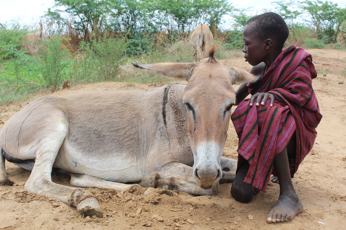 Happy #FoalFriday is all about unexpected friendships and endless adventures. This Turkana boy and his donkey foal are here to steal the spotlight on #foalfriday with their unbeatable bond and unmatched charisma. #MtunzePundaDaima