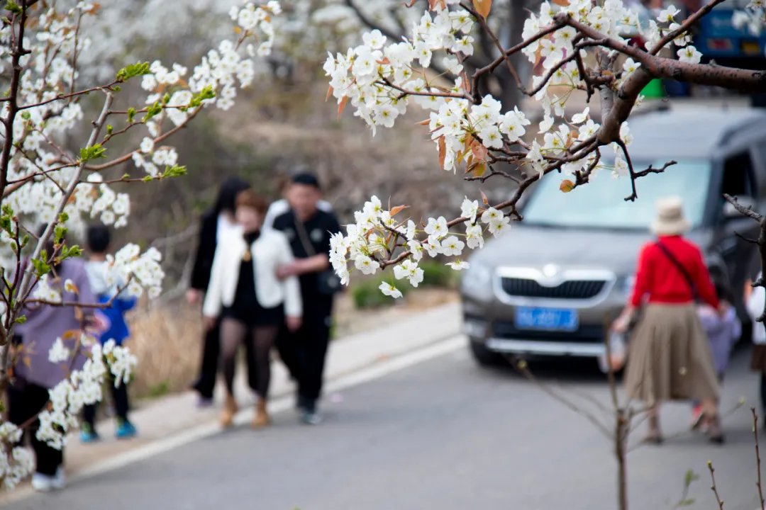 #Spring in #Linyi is a vibrant canvas of blooming #flowers, painting the city with a spectrum of colors and infusing it with boundless energy and vitality. #SpringInLinyi