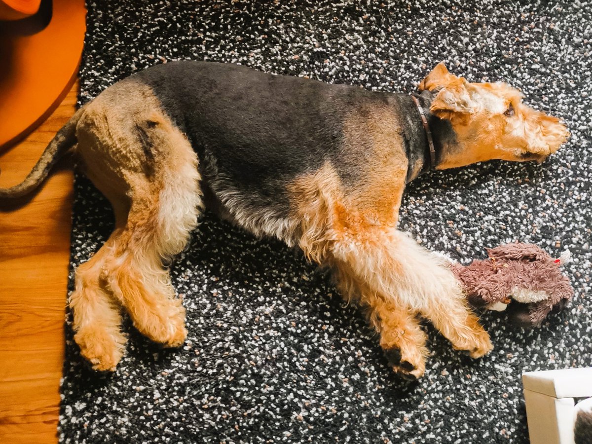 Just an old soul, lounging on the carpet with my toy, savoring that Friday calm! 😎🐾 #ChillMode #DogLife #AiredaleTerrier