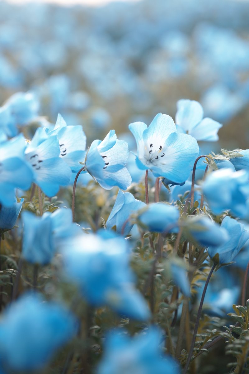 そっと寄り添う
SIGMA fp
50mm
#キリトリセカイ
#写真好きな人と繋がりたい