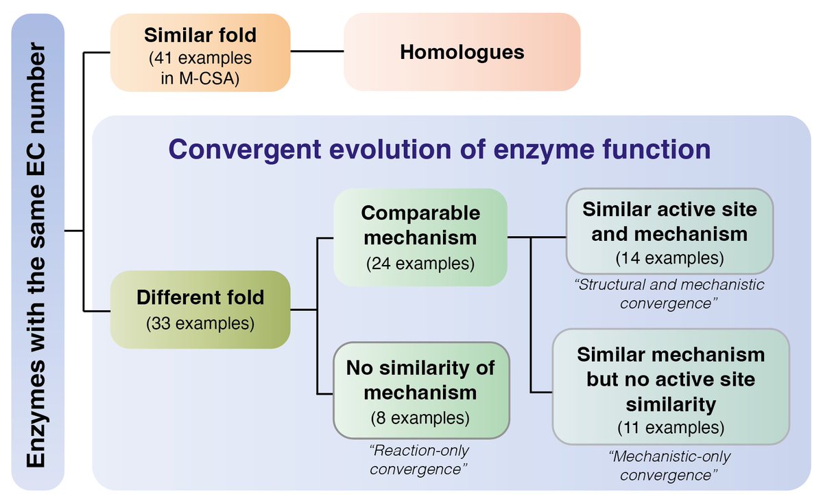 If you ever pondered why sharks and dolphins look alike while one is a fish 🎣 and the other isn't, then you'll be thrilled to know that our new preprint does not answer that. 

But it tells you why some unrelated enzymes do the same job. More here 👇

biorxiv.org/content/10.110…