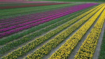 VIDEO | Dronecamera legt kleurrijke tulpenzee in Friesland vast dlvr.it/T5Pd97