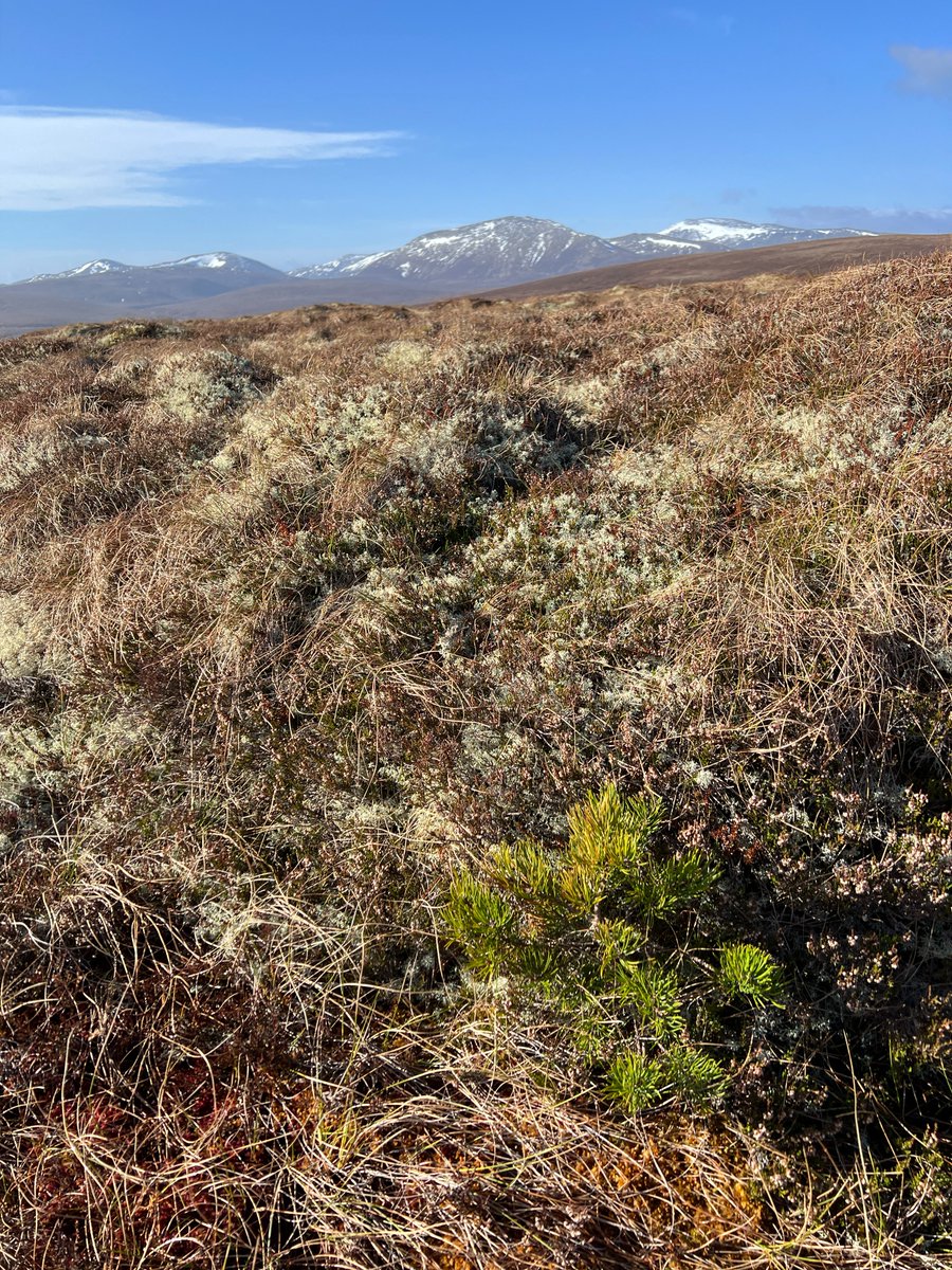 A fine day in the high ground of Abernethy & @CairngormsCo yesterday. Hopeful scenes of a forest on an upward march. 🌳