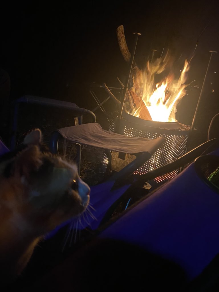 Cat and Camp 🐾 ⛺️ 🔥