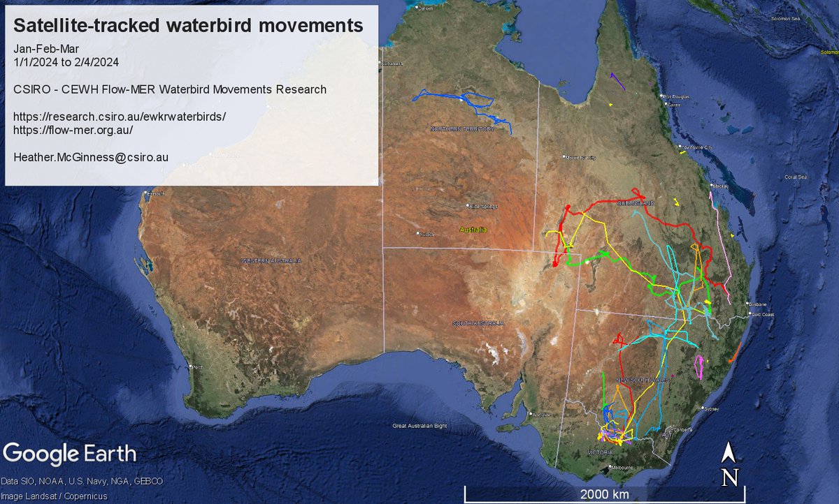 Exciting update: 4 satellite-tracked Straw-necked ibis have flown to SW/Central Qld, to explore recent wet conditions! 🌿 This work by @AusWaterbirds is crucial for us at #theCEWH to optimise how we use #WaterForTheEnvironment in the #MDB. 🔗 bit.ly/49B21JU @CSIRO