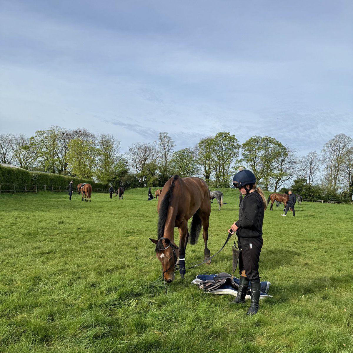 Happy horses at @gbougheyracing! 😍 BELIEVING, who goes to Hong Kong next for the Gr.1 winning trainer, enjoying a pick of grass this morning with her stablemates.