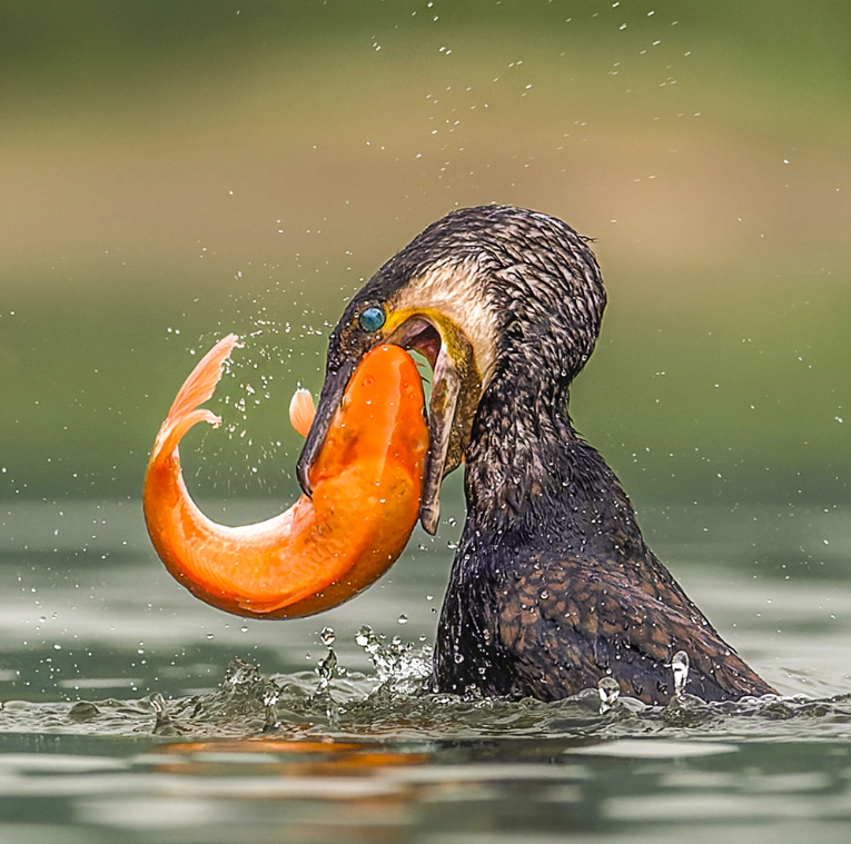 Guess the name of the bird🤠 #birds #nature #photography #birding #birdwatching #LovelyBirdsInChina