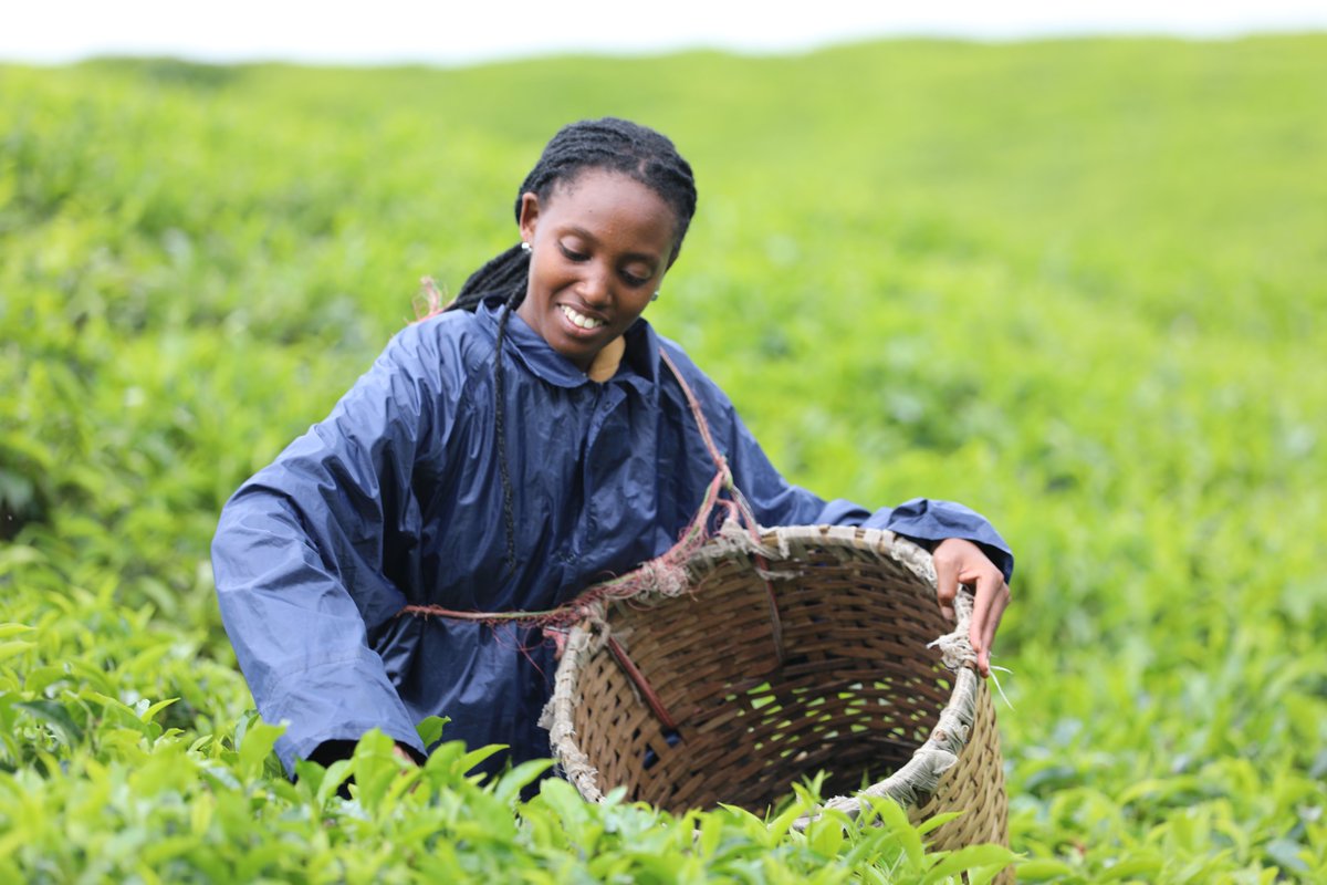 Me enjoying harvesting tea. #Gisakura Tea Estate #RwandaTea Plantation