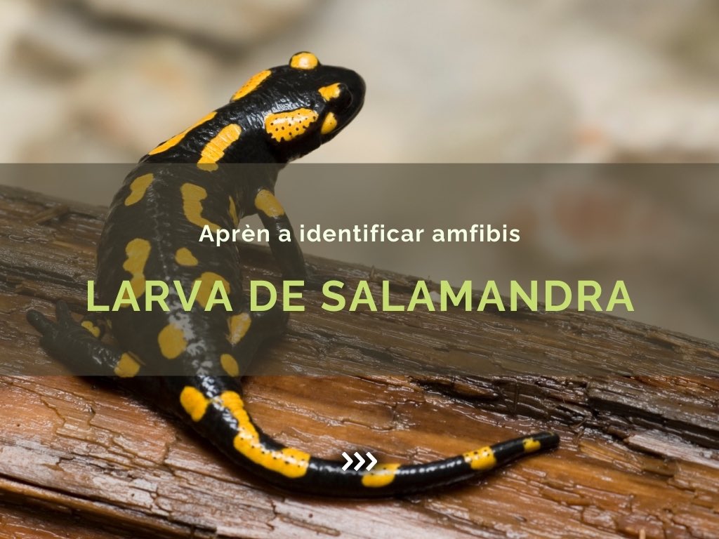 Sabeu com identificar les larves de les salamandres (Salamandra salamandra)?

Avui us portem uns quants trucs per aprendre a identificar les larves de la salamandra comuna, un animal que podem veure fàcilment a les nits fresques amb plugim o elevada humitat ambiental. 👇🏽
