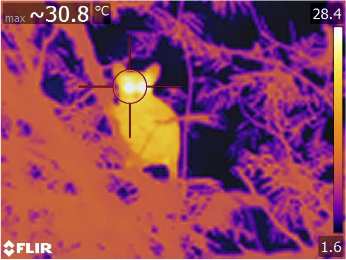 IntJPrimatology's tweet photo. New article: Environmental Effects on Nocturnal Encounters of Two Sympatric Bushbabies, Galago moholi and Otolemur crassicaudatus, in a High-Altitude South African Northern Mistbelt Montane Habitat
by Michelle L Sauther et al.
Free to read here: https://t.co/UEk4JcHI7C. https://t.co/bEoy4MGG2S