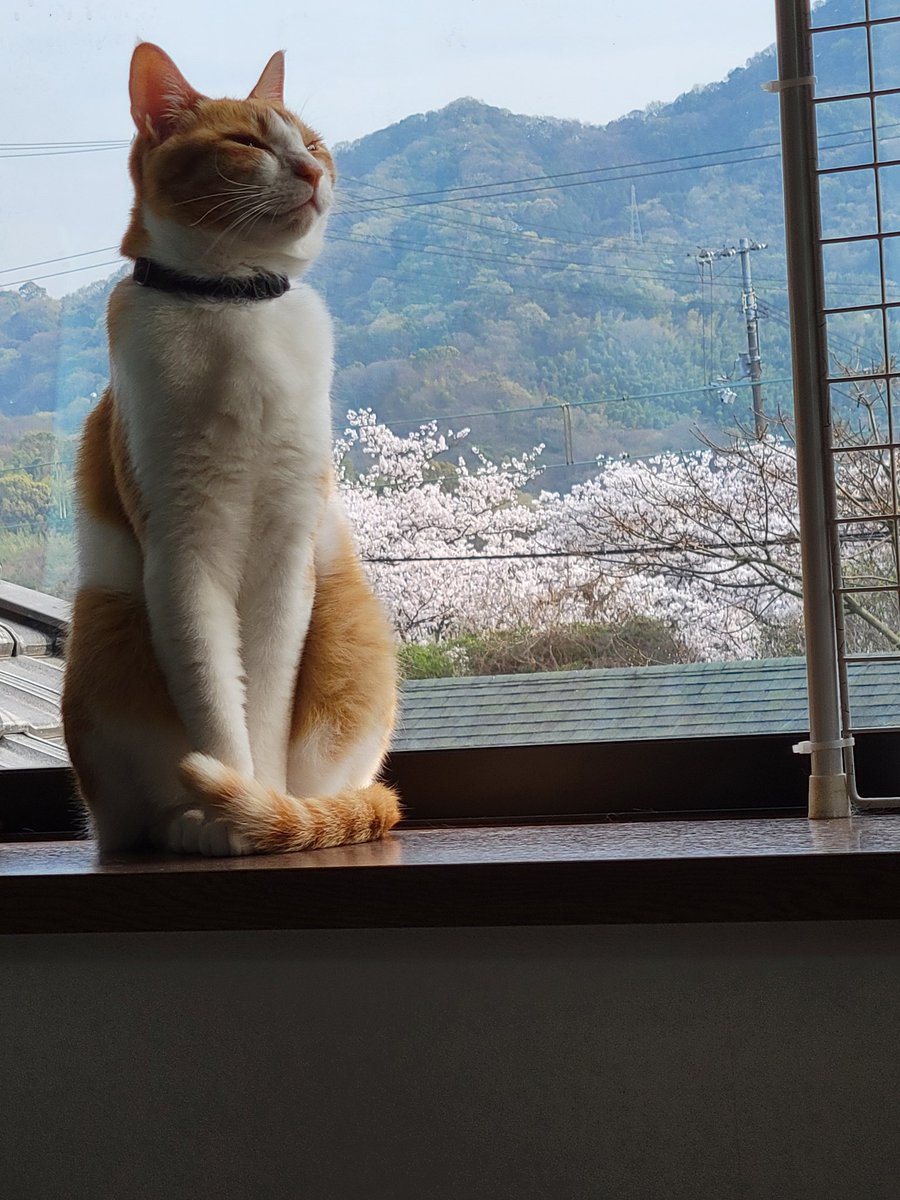 猫🐈️とお花見🌸

少し遠いけど2階の窓から見える桜🌸ちょうど今が満開です😊
#お花見2024 #お花見
#シャムトラ #茶白猫 #キジトラ #白猫詐欺 #白猫詐欺被害者の会 #猫のいる暮らし #よいにくきゅうの日 #パナソニック保護犬猫譲渡会