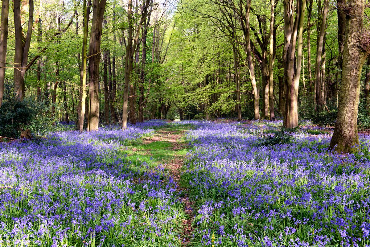 House_Mag's tweet photo. #NationalTrust share with us six #spring moments not to be missed in #Hampshire, or on the #IsleofWight. Pick up a copy or click the link in the bio.

📸 Bluebells at Hinton Ampner | National Trust, Simon Newman

#springtime #springflowers #daysout #whatson #getoutdoors https://t.co/HgQKah03v7