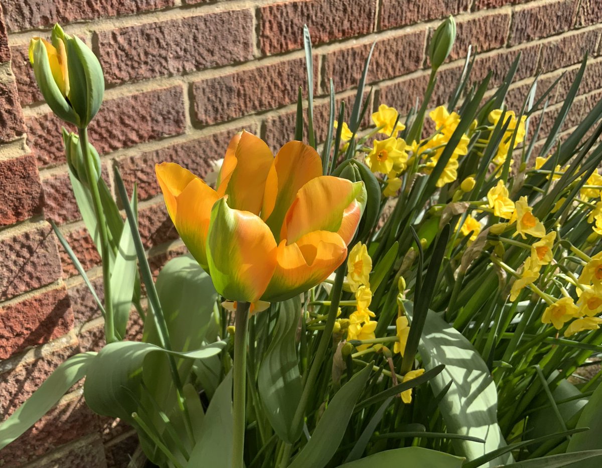 Looks like it’s going to be a ‘sunshiny’ day. Hope it’s the same where you are! Have a good day everyone, take care. #FlowersOnFriday #GardeningTwitter #tulips @loujnicholls @kgimson